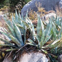 Aloe – Health Benefits, Uses, Research, Preparation, Precautions