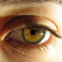 Exploring The Bilberry Eye Health Benefits