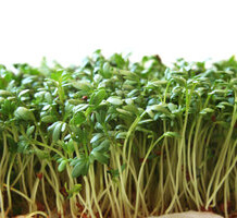 Some Useful Health Benefits Of Alfalfa