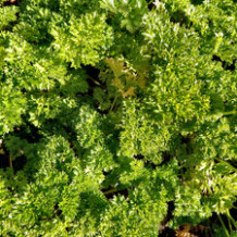 4 Ways Flaxseed Benefits Your Health